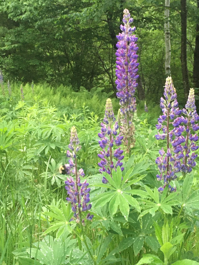 Bumble bee visiting purple lupines.