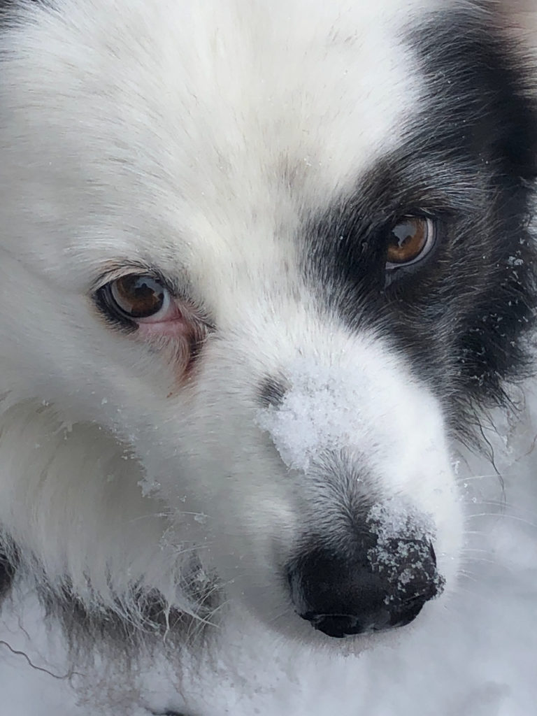 A close up of Sgiobalta, pronounced Skip-ple-ta, a black bi-color Australian shepherd. Her face is white and black almost diving her face left from right; the fur of her face is short but so, so soft. Her eyes are clear brown, gazing directly at you and there a smoodge of snow on her nose from youfully making snow angel shapes.